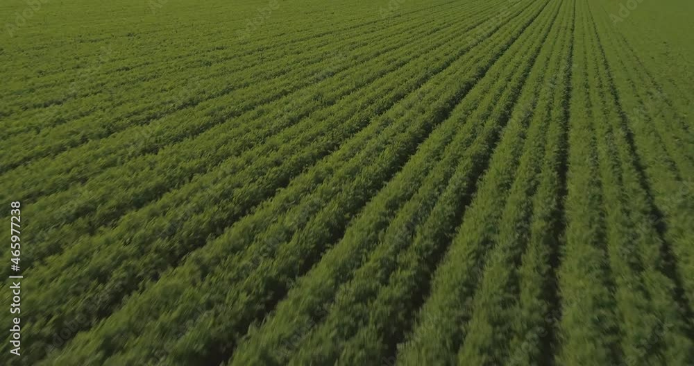 Low attitude Flight over green filed at sunset. Green wheat grass fields landscape view at countryside. Outdoor agricultural farm concept. Aerial low angle speed Low attitude Flight over green filed at sunset. Green wheat grass fields landscape view at countryside. Outdoor agricultural farm concept. Aerial low angle speed
