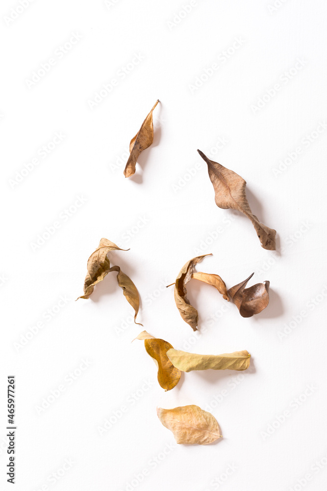Fototapeta premium Many dried leaves isolated on white background.