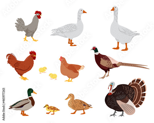 Big set of domestic birds. Country pet. Isolated character on a white background. Vector illustration in a flat style.