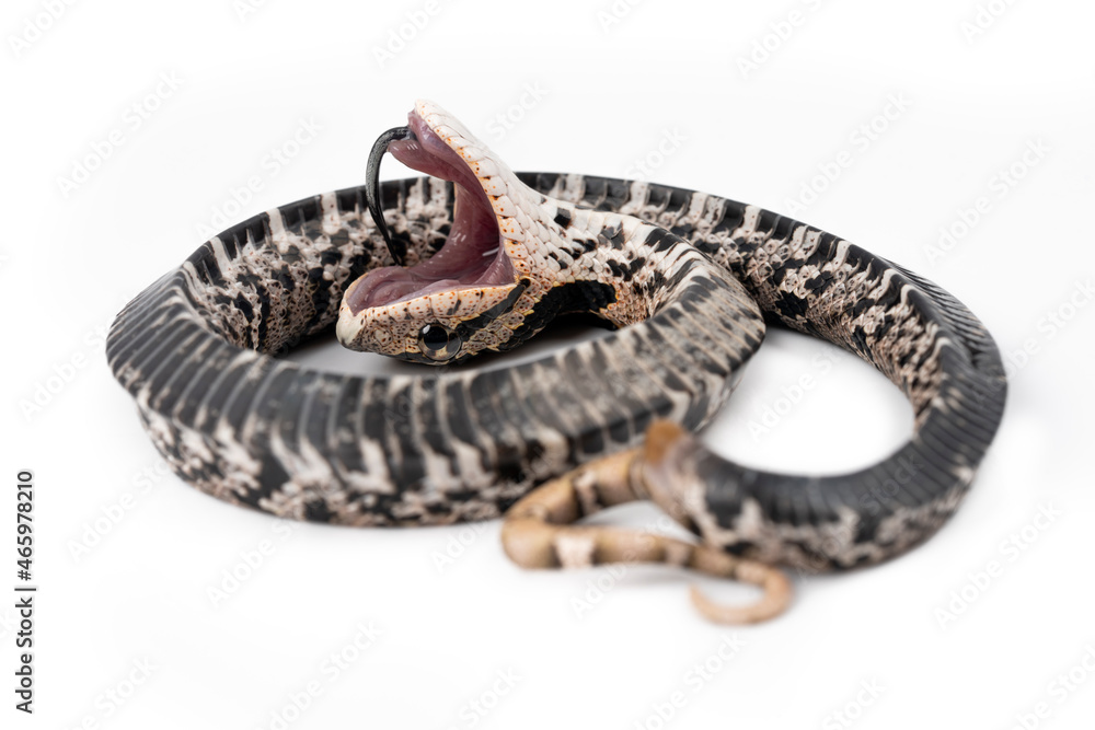 Eastern Hognose Snake playing dead Stock Photo