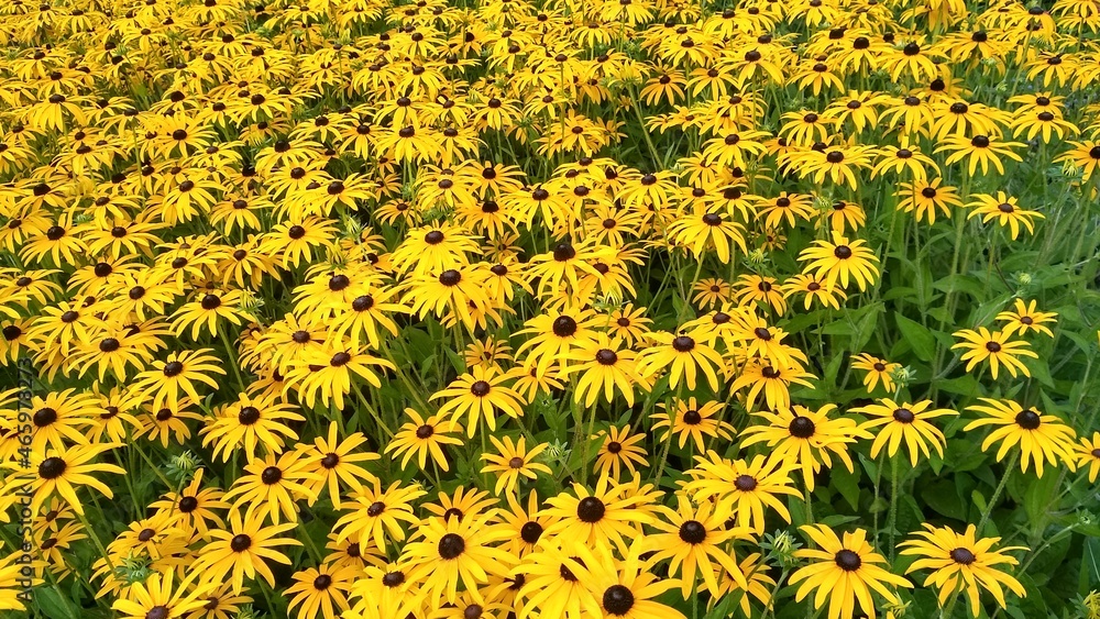 Blumenmeer Blumenmeer