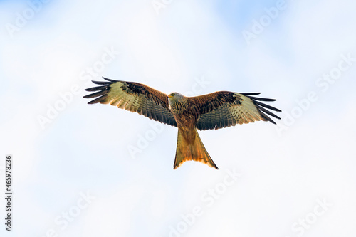 Bald eagle in flight against partly cloudy and light blue sky. Haliaeetus leucocephalus fly away into the the sky photo