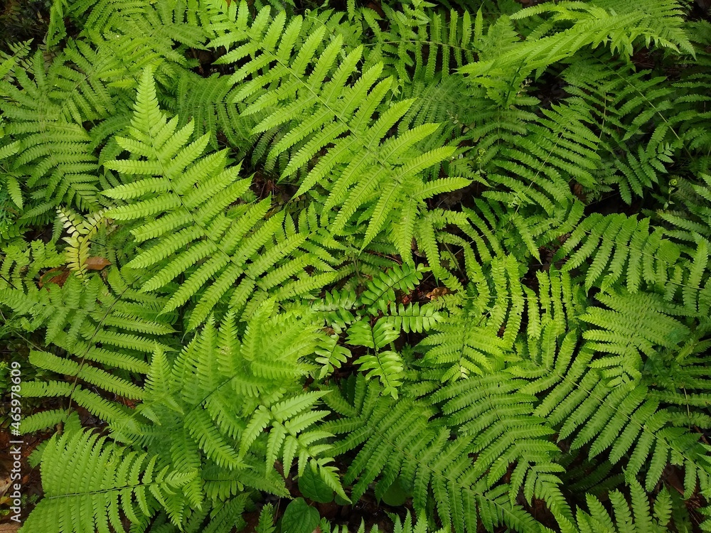 fern plants in the forest, green background, top view fern plants in the forest, green background, top view