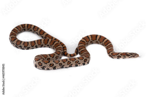 Eastern Milk Snake (Lampropeltis triangulum triangulum) photo