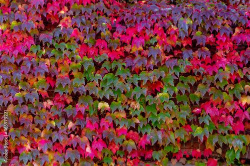 Nature autumn background, Parthenocissus tricuspidata or Boston ivy, Colourful purple red and green leaves of vine growing on the wall in the garden, Multi colour of tiny leaf pattern texture in fall. photo