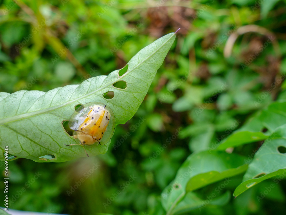 small insect with transparent wing in green leaf small insect with transparent wing in green leaf