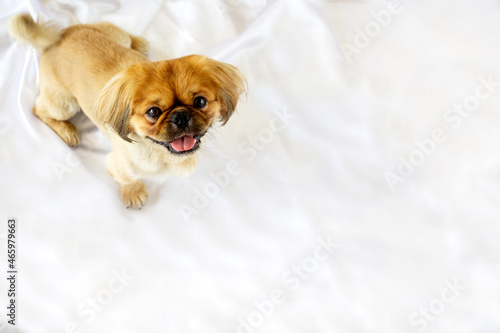 Pekingese dog stand on a white background