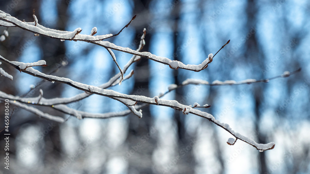 Snow-covered tree branches in the winter forest on a blurred background Snow-covered tree branches in the winter forest on a blurred background