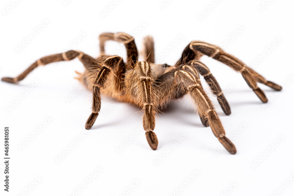 Stripe Knee Tarantula Stripe Knee Tarantula