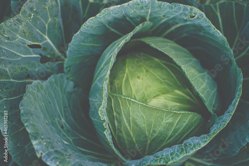 Green fresh cabbage growing in farm