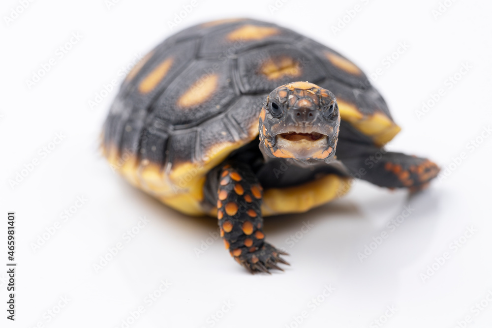 Fototapeta premium Baby Red Footed Tortoise