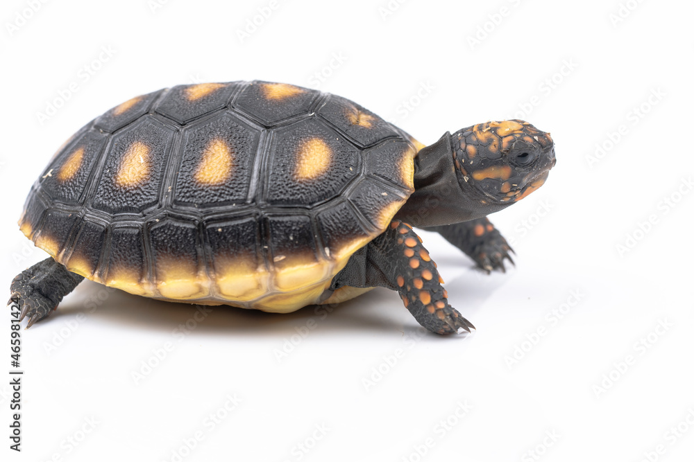 Fototapeta premium Baby Red Footed Tortoise