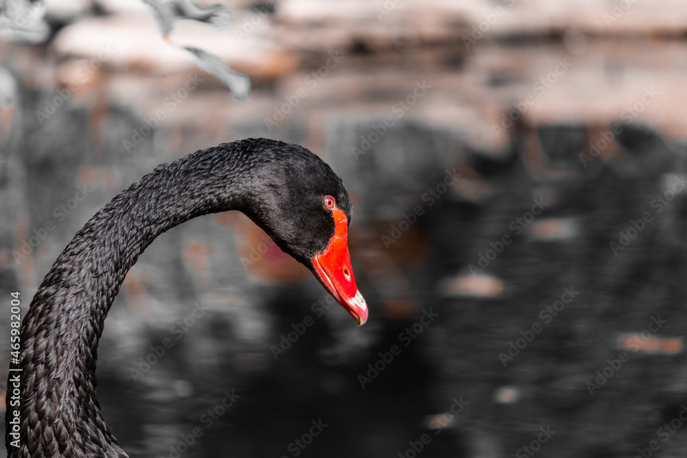 Fototapeta premium A black swan with a red beak in profile against the background of a dark gloomy lake. High quality photo