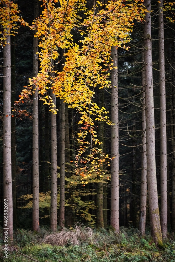 Buntes Herbstlaub an einem Ast vor Waldrand mit Baumstämmen Buntes Herbstlaub an einem Ast vor Waldrand mit Baumstämmen