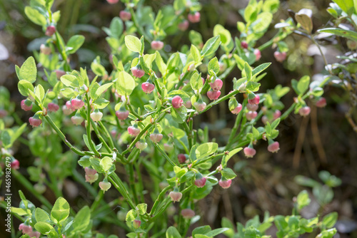 delicate pink blueberry flowers on a bush in the forest in early spring