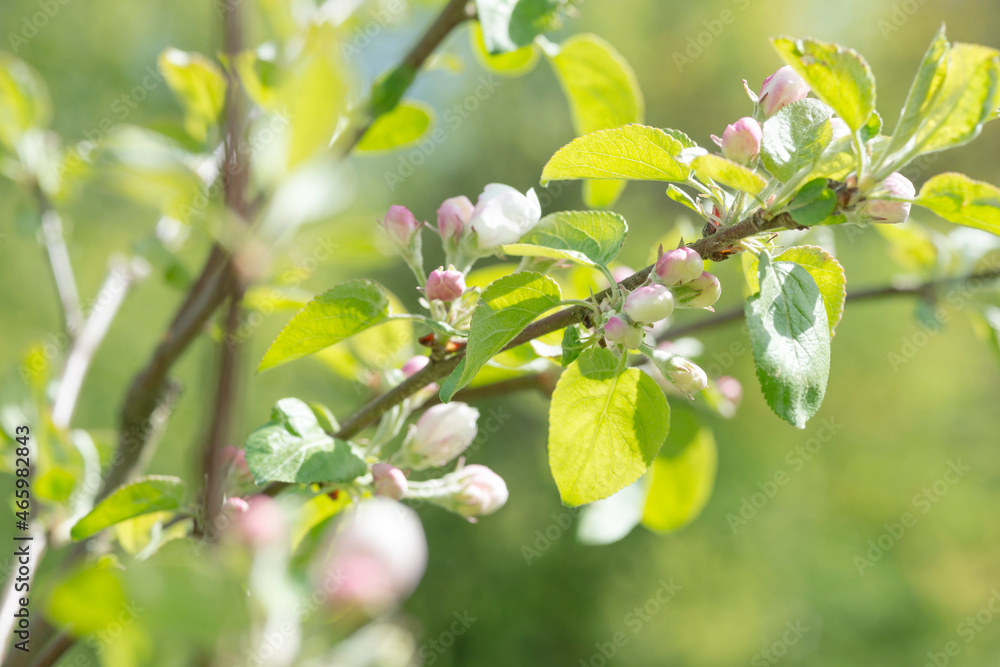 a pale green apple tree in bloom