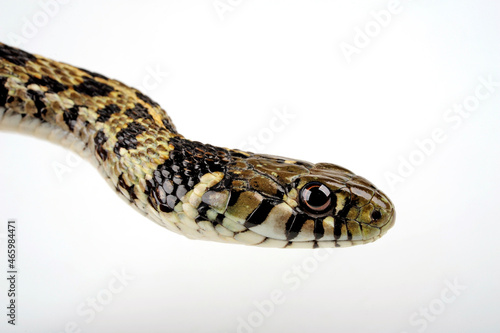 Checkered garter snake // Karierte Strumpfbandnatter (Thamnophis marcianus)