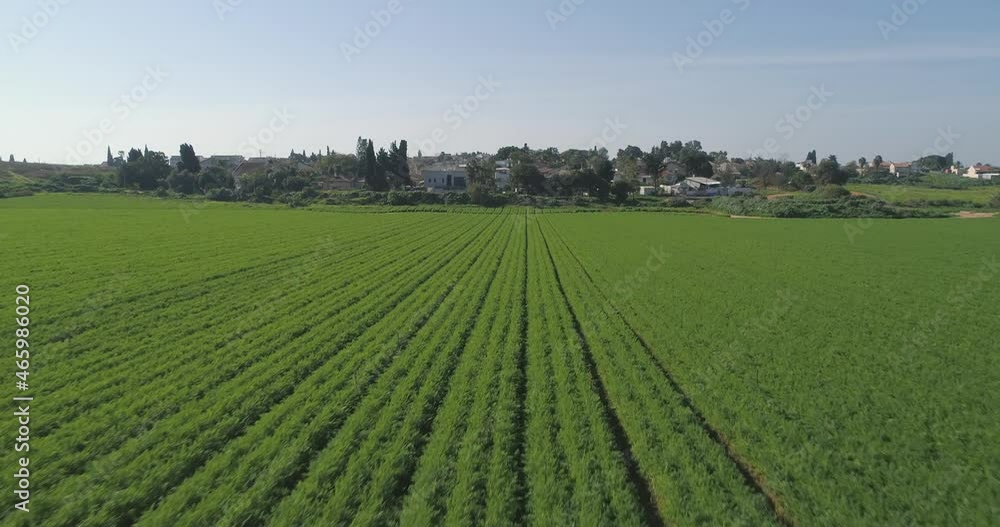 Low attitude Flight over green to the country side houses. Green wheat grass fields landscape view at countryside. Outdoor agricultural farm concept. Aerial low angle speed Low attitude Flight over green to the country side houses. Green wheat grass fields landscape view at countryside. Outdoor agricultural farm concept. Aerial low angle speed