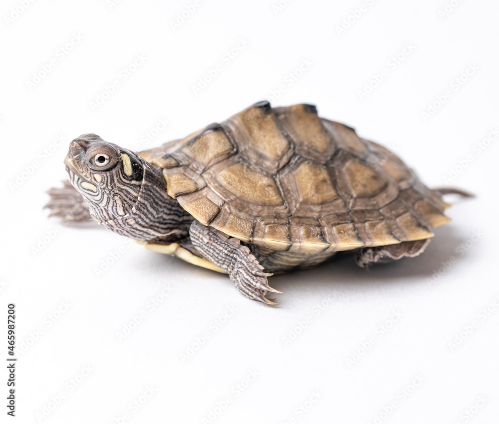 Ouchita Map Turtle Hatchling Ouchita Map Turtle Hatchling
