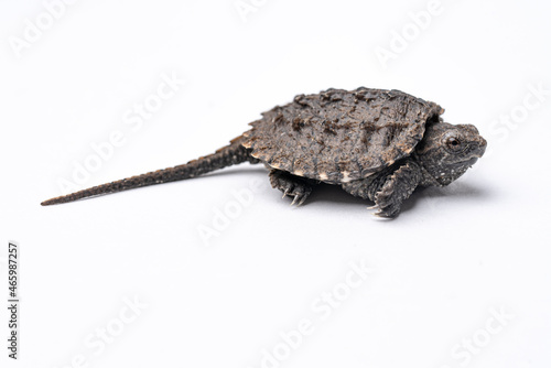 Common Snapping Turtle Hatchling