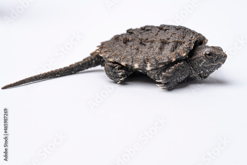 Common Snapping Turtle Hatchling photo