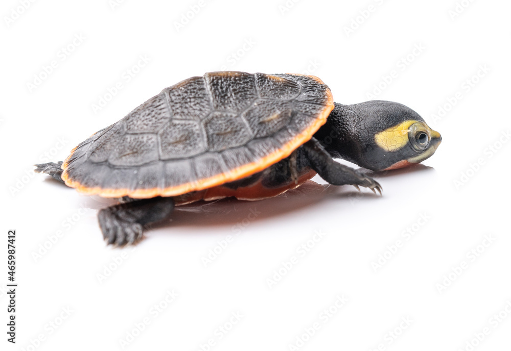 Obraz premium Pink Bellied Side Neck Turtle