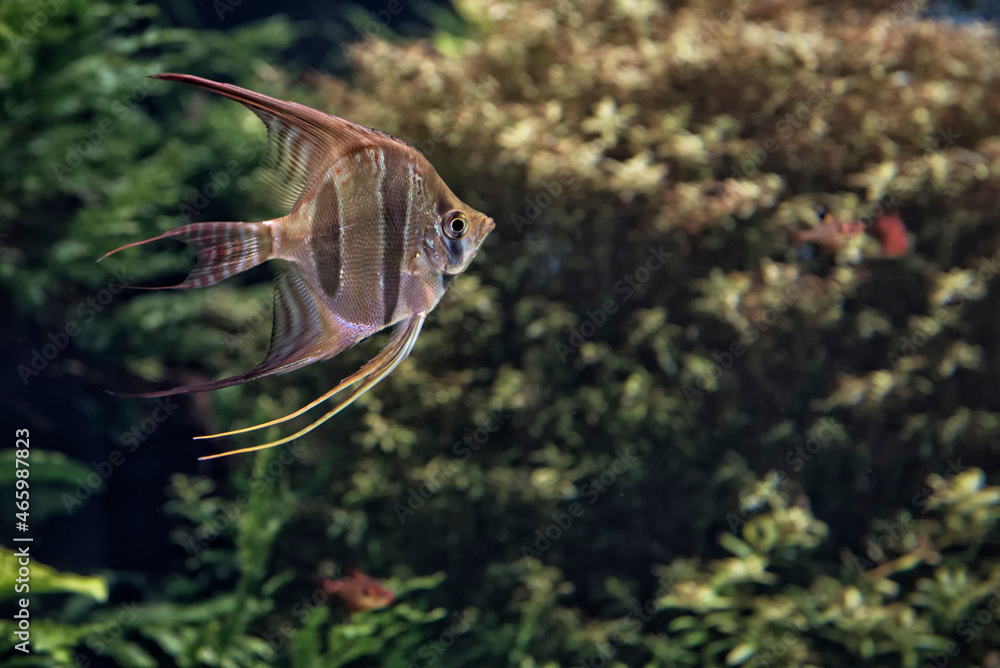 Fototapeta premium Angelfish in fish tank