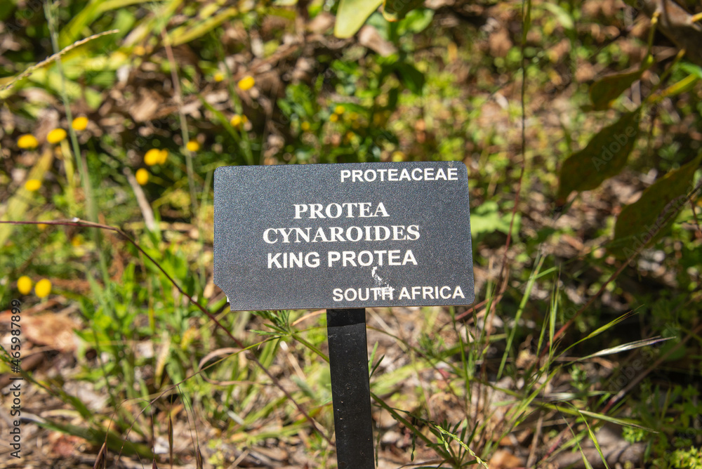 King protea (cynaroides), botanical garden, San Francisco, California, U.S.A