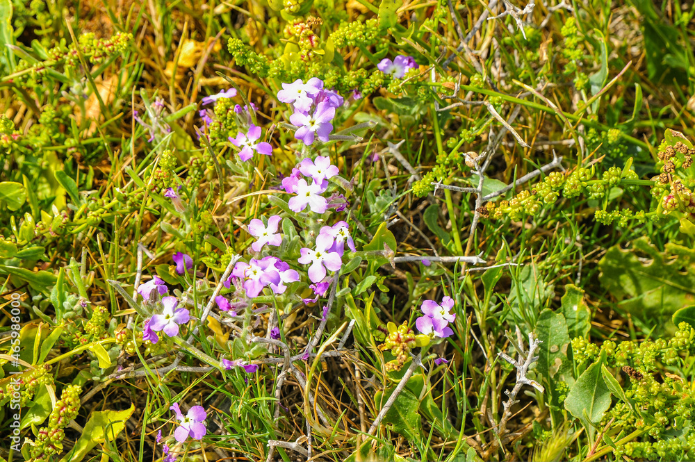 From February to April, the number of spring flowers on the coast is growing. Carpobrotus, gazanias and thyme bloom next to Cape daisies. From February to April, the number of spring flowers on the coast is growing. Carpobrotus, gazanias and thyme bloom next to Cape daisies.