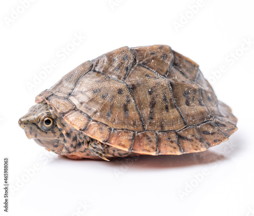 Loggerhead Musk Turtle hatchling
