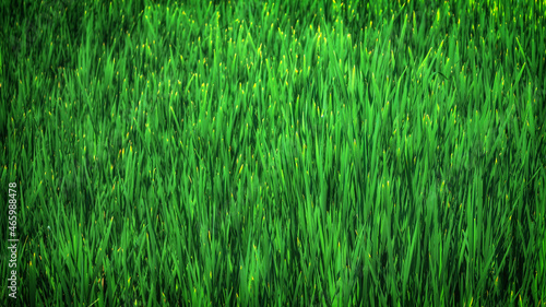 Organic texture of young green cattail leaves on a sunny summer morning. Background