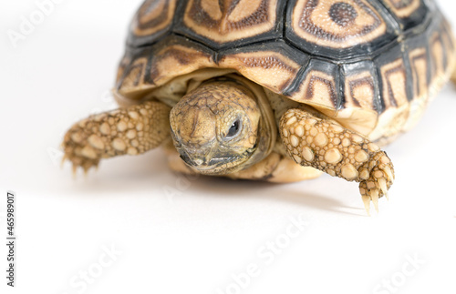 Baby Sulcatta Tortoise  © Stan