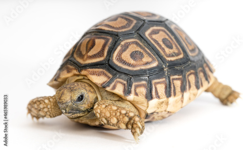 Baby Sulcatta Tortoise 