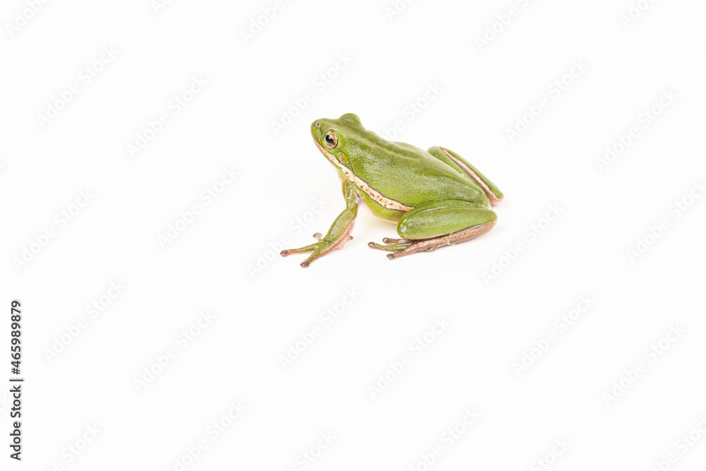 Obraz premium Green Tree Frog