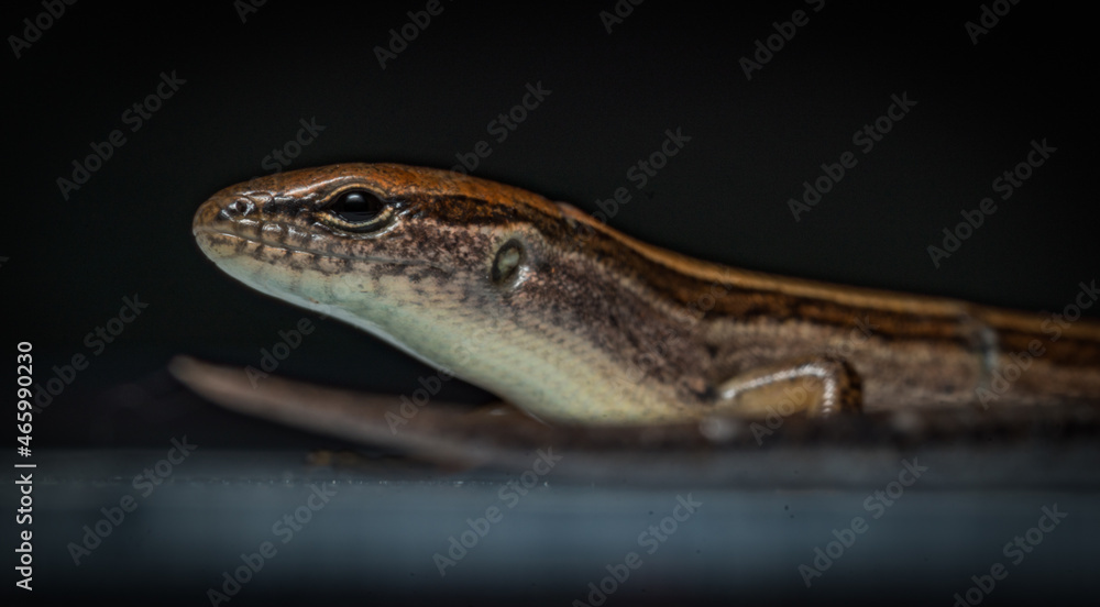 Obraz premium Ground skink