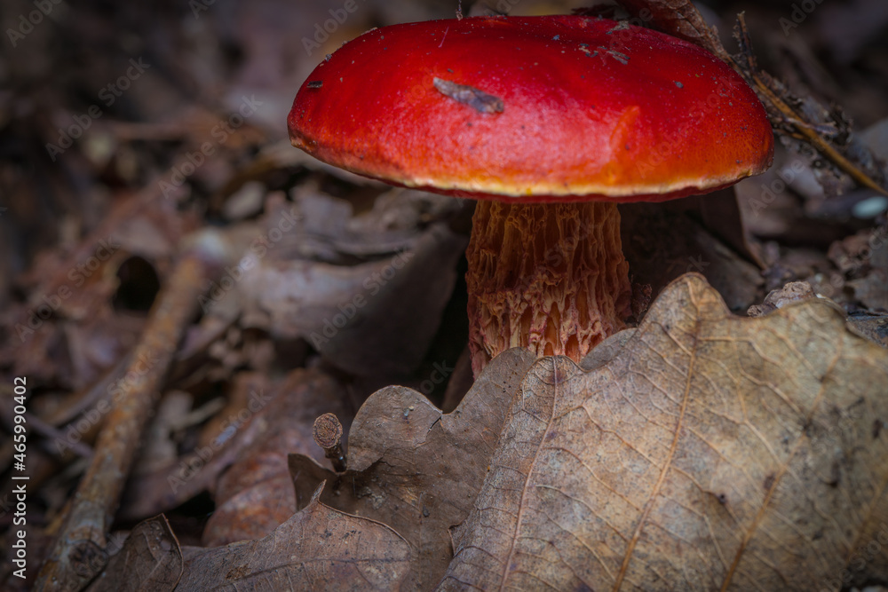 Red mushroom Red mushroom