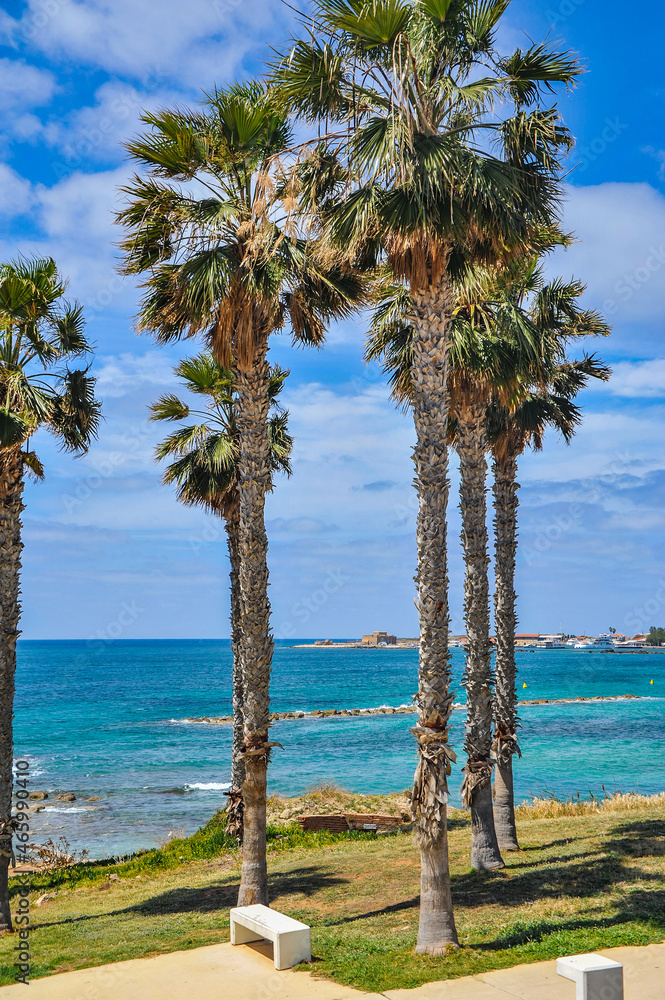 The charm of the spring coast of Paphos consists of the bright color of the sea, bizarre coastal rocks and a scattering of large and small blooming plants     - obrazy, fototapety, plakaty 