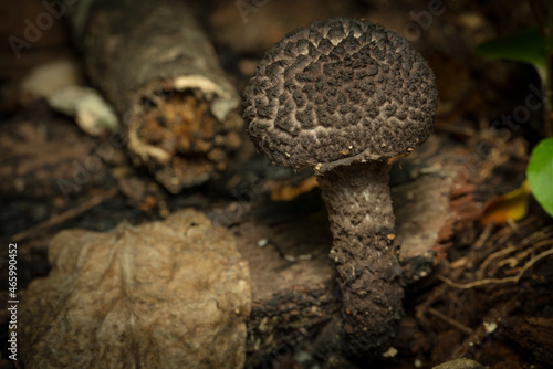 Brown mushroom 
