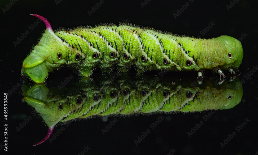 Fototapeta premium Tobacco Horned Worm