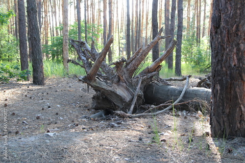 The roots of a fallen tree in a summer forestn photo