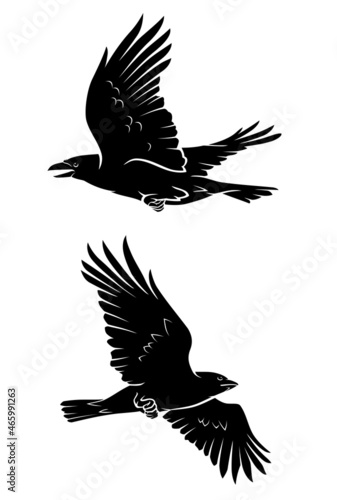 Crow Bird, Flying Illustration Set