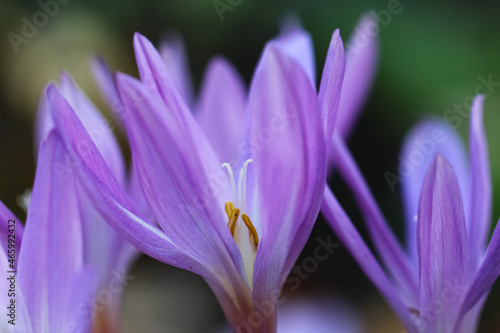 Macro photo of crocus pistil and stamens in an autumn botanical garden