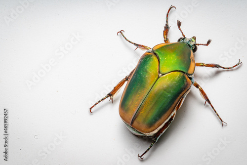 Junebug aka June Beetle photo