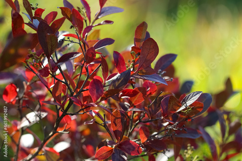 The burgundy-red Leucothoe racemosa (L.) A. Gray) with selective focus in an autumn botanical garden