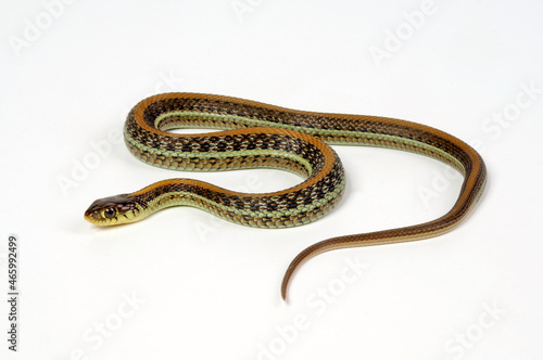 Scott’s Mexican Garter Snake // Mexikanische Strumpfbandnatter, Magdalena Strumpfbandnatter (Thamnophis eques scotti)