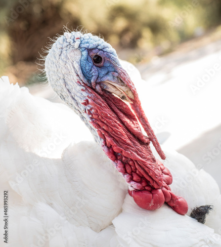 Great turkey defending its territory