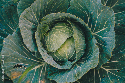 Green fresh cabbage growing in farm