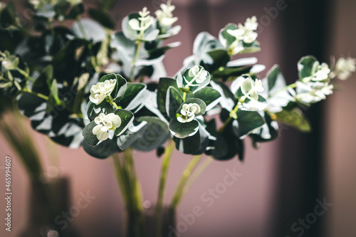 Eucalyptus branches in a bouquet on a dark background.