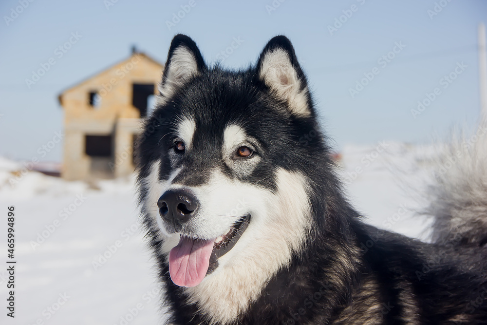 a beautiful dog of the Alaskan Malamute breed with an expressive look.