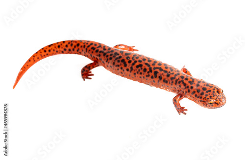 Red Salamander
